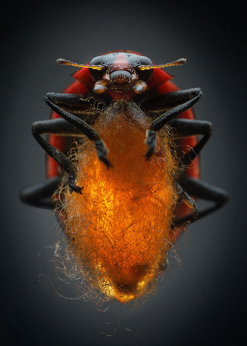 Jacques Brodeur étudie ce phénomène où une coccinelle (coccinella maculeata) devient malgré elle la garde du corps d’une larve de guêpe (dinocampus coccinellae). (Photo : Anand Varma)