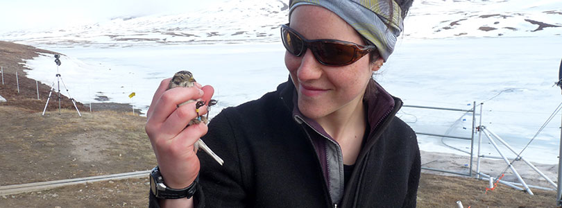 Diplômée de la maîtrise en gestion de la faune et de ses habitats, Catherine Doucet s’intéresse à l'écologie du Plectrophane lapon, un passereau insectivore et migrateur qui niche à l’Île Bylot, au Nunavut. Photo : Josée-Anne Otis.