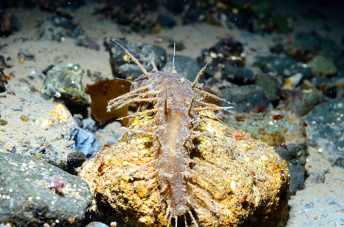 Gros plan de l’annélide marin Flabelligera mundata, entouré d’amphipodes pris à 25 m de profondeur à Islote Shoa, Bahia Fildes (île du Roi George, Antarctique). (Photo : Ignacio Garrido MSc.)